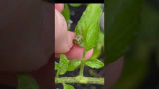 Red Horned Green Freaky Worm! #freaky #naturefascination #whattheheck #aliencreature #weirdnature