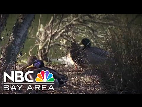 San Francisco residents raise concerns as they say ducks are being targeted at park