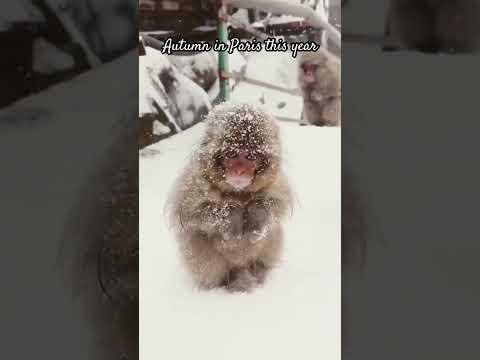 Cute baby animals | Paris Weather | Funny #cutebabyshorts #babyanimals #viralshorts #shorts #funny