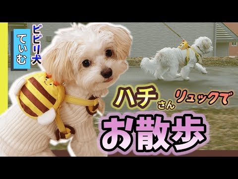 【ビビリ犬のお散歩】新アイテム！ハチさんリュックを付けて歩くチワプーが可愛い【＃049】A small dog walking with a backpack