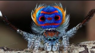 Top 10 Most AMAZING Spiders In The World | Astonishingly Beautiful Spiders