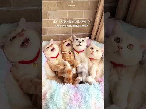 おしゃべりが大好きな幸せな猫の家族The super talkative and happy cat family#茶トラメスAdorable orange tabby femalecatfamily