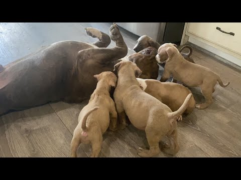 Chaos in the kitchen - worlds best dad, Kong meets his babies 🥰