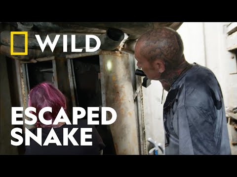 Rescuing a Deadly Snake - Is it a Black Mamba? | Snakes in the City | National Geographic WILD UK