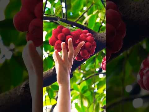 LETSGOGREEN Fruits | Fruit Cut | #status  #nature   #shorts #short #shortvideo #youtubeshorts