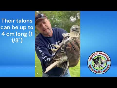 Animal RESCUE!  A HAWK gets RELEASED into the WILD!  #animalrescue #hawk #wildlife