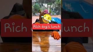 Funny animals videos | rich dog's lunch #funnyanimals #funnypets #lol #dogviral #dog