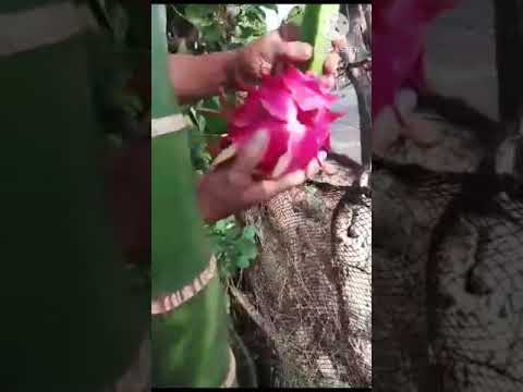 #viral#dragonfruit#harvesting big dragon fruit in our backyard#youtubeshorts#shorts