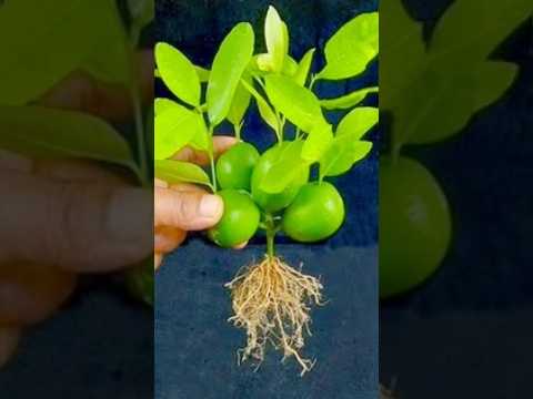 Best idea propagation lemon tree from fruit #shorts