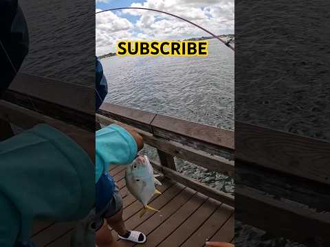 SUBSCRIBE FOR MORE FISHING! #yellowjack #ocean #fishing #saltwater #viral #florida