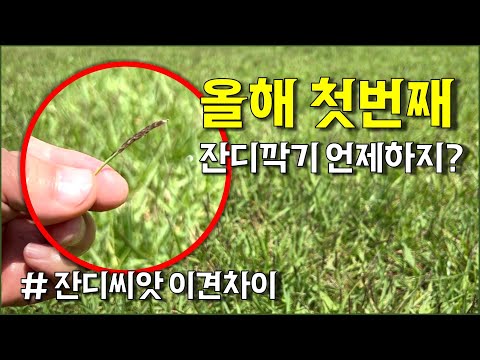 잔디관리, 올해 처음 잔디는 언제깍아야 할까요? 잔디씨앗 전후?? / countryside, grass, lawn