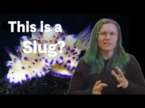 What the Heck Is a Nudibranch? with Marine Biologist Jessica Goodheart