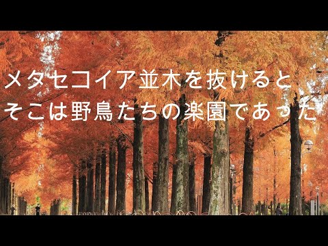 メタセコイア並木を抜けると そこは野鳥たちの楽園であった2024 花博記念公園鶴見緑地