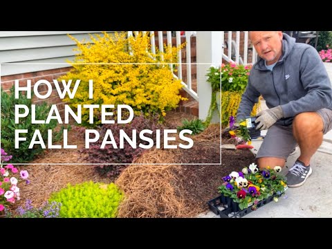 How I planted Fall pansies in my southern landscape