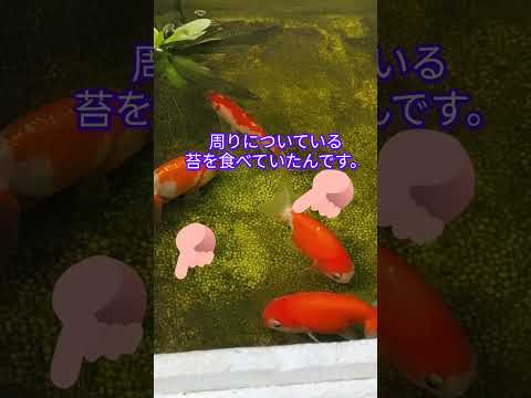 [金魚]　知ってたァ〜　屋外金魚飼育　冬は餌上げません😝　何を食べていたの？