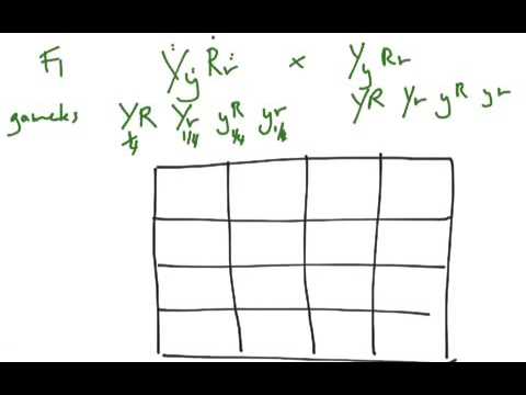 Dihybrid Cross