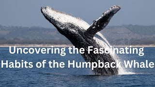 Uncovering the Fascinating Habits of the Humpback Whale