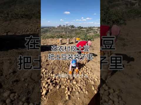 在农村挖土豆，装土豆Dig and pack potatoes in the countryside #健康養生 #食譜 #cooking #家常菜 #做法 #簡易食譜 #美食 #简易食谱