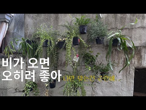 vlog. 목소리를 잃었습니다. (화분 언박싱-𖤐 / 엠에프피 행잉 구경 / 무늬 몬스테라, 콩란, 무늬 아비스, 디시디아 버튼 분갈이)