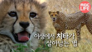 Incredible speed cheetah - Hunters-Wildlife Predators, #02, 치타, 쾌속 질주를 이용하라 #MBClife