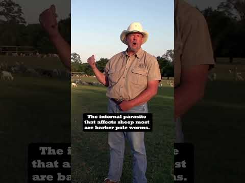 Will Harris explains how sheep and cattle work together