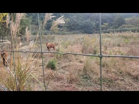 お迎えに行ったらお返事してくれる馬たち