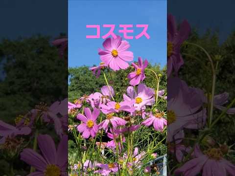 秋晴れに満開のコスモス(山口百恵) #music #cover #島津亜矢 #flowers  #コスモス #autumn #秋桜#osaka  #彼岸花 #癒し#ネムノキの花