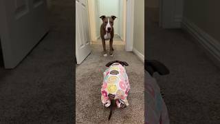 Still want one? 🤪 #pitbull #dogs #shorts #funnypets #funnyshorts #cuteness #puppies