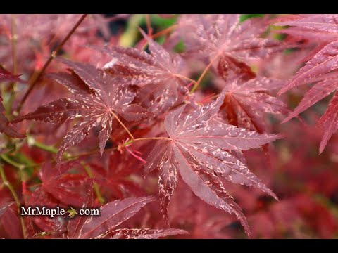 Acer palmatum 'Red Jaguar' Japanese Maple