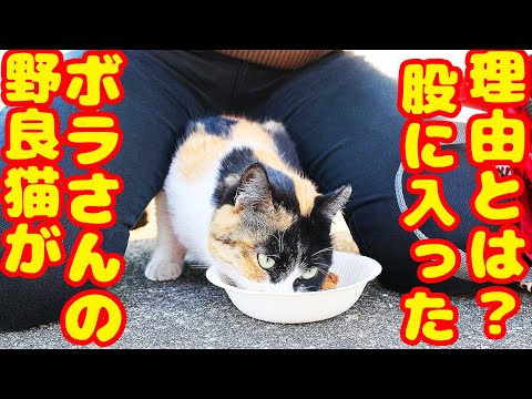 【野良猫】1月１日 大寒波 生存確認 ご飯をたくさん食べましたが三毛猫の行動にボラさん涙。。。