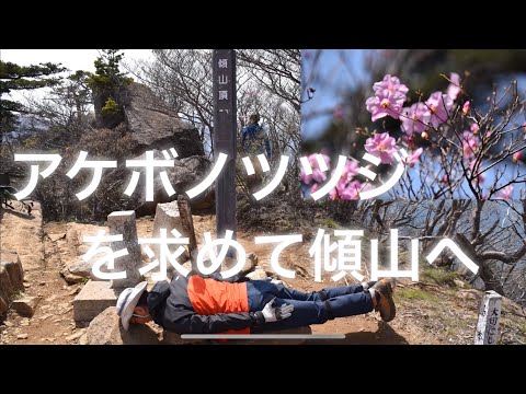 アケボノツツジを探す動画