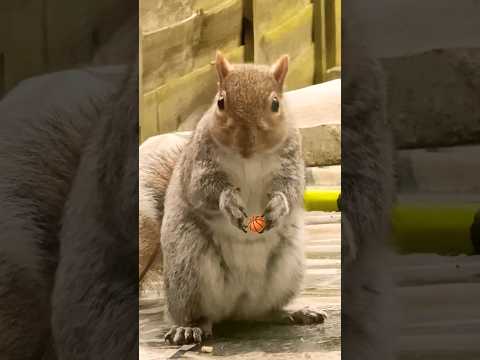 I love Squirrels 🐿️ 🐿️❤️❤️🥰#shortsvideo #lovesquirrels #l #love #squirrel