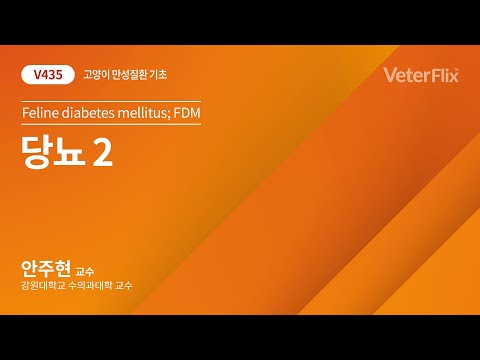 [베터플릭스][고양이 만성질환 기초] 당뇨2(Feline diabetes mellitus; FDM)