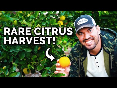 HUGE Citrus Harvest & Tasting! 🍋