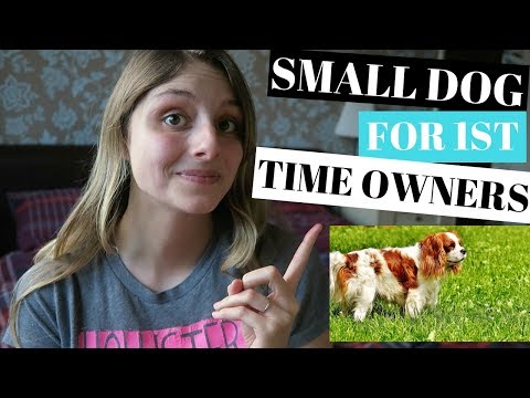 BEST SMALL DOG BREEDS FOR FIRST TIME OWNERS - 5 BREEDS