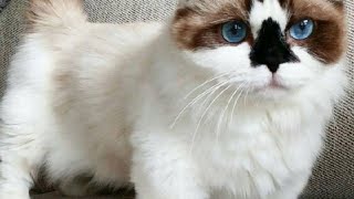 Munchkin Cat Insights