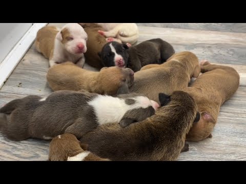 TWO litters of puppies, one busy mama! There are so many!