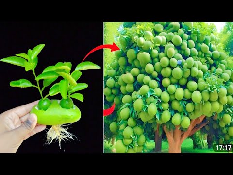 Best teachnique propagation lemon tree with mango fruit 100% sucessful tip ! how to grow lemon tree