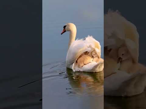 "The Grace of a Mother Swan and Her Chicks: A Journey of Love and Beauty" #facts #wild