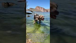 Enjoy the present #lakedays #naturelovers #pitbullsofyoutube #pitbulladvocate #pitbullsarelove