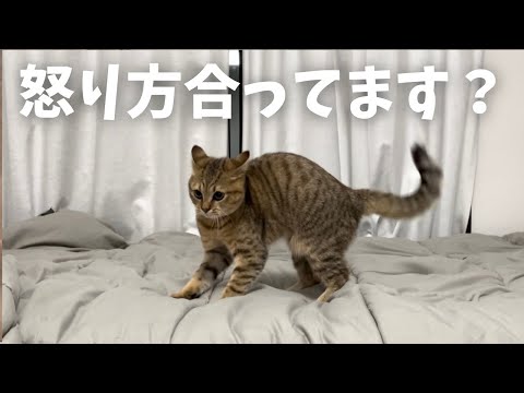 やんのかステップ素人時代の子猫は何度観ても笑うって…