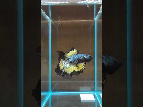 betta fish betta #betta #aquariumtanks #ytshorts #fish