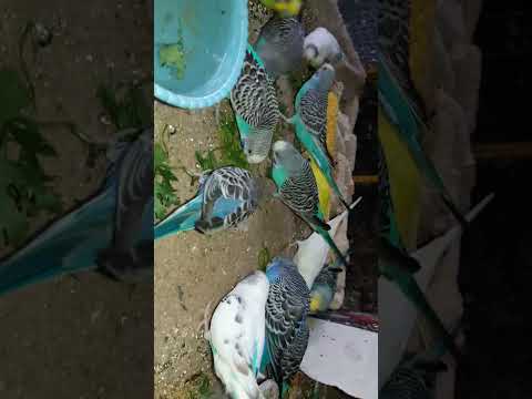 Budgies Parrot Food #Viral #Shorts