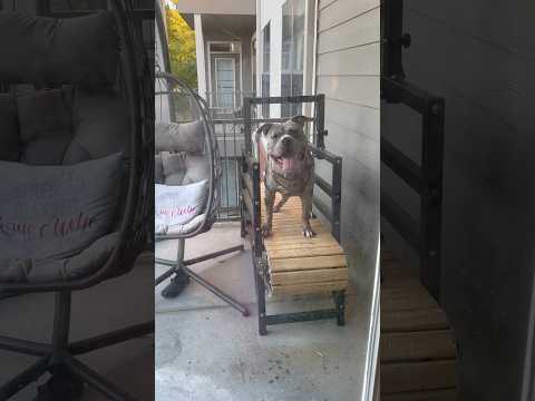 Papa will not come inside #fyp #shortsviral #dogtreadmill #viral #americanbully #shorts