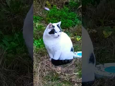 ショート773【猫との対話】#猫#😺