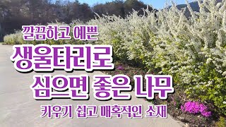 생울타리로 좋은 나무. 깔끔하고 예쁘게. 키우기 쉽고 매혹적인 소재. 계절마다 다른 느낌.