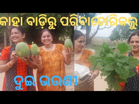 ଆଜି  ଦୁଇ ଭଉଣୀ ବହୁତ ପରିବା ଚୋରି କରିକି ଆଣିଛୁ #sisterhood #masti