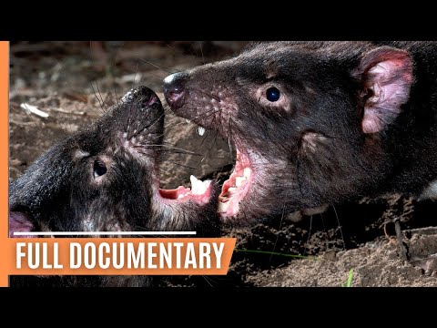 Survival of the Toughest - Tasmanian Devils Under Threat | Full Documentary