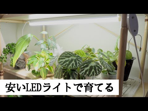 観葉植物を安いLEDライトで育てる｜育成ライトではないけど、十分育つ！