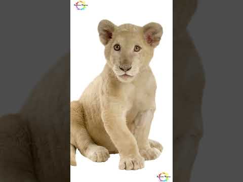 Psychology facts Lion, Lioness #shorts #shortsfeed #youtubeshorts #viral #facts #lions #weirdanimals